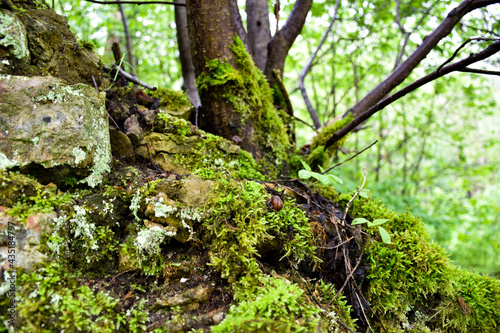 green moss on a tree © Jevgen4o