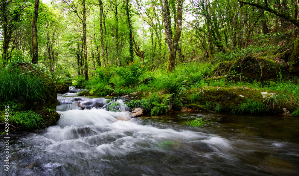 mountain stream bed rushing through lush green vegetation in springtime mountain stream bed rushing through lush green vegetation in springtime