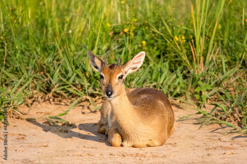 Impala antelope. Murchison Falls National Park. Uganda, Africa