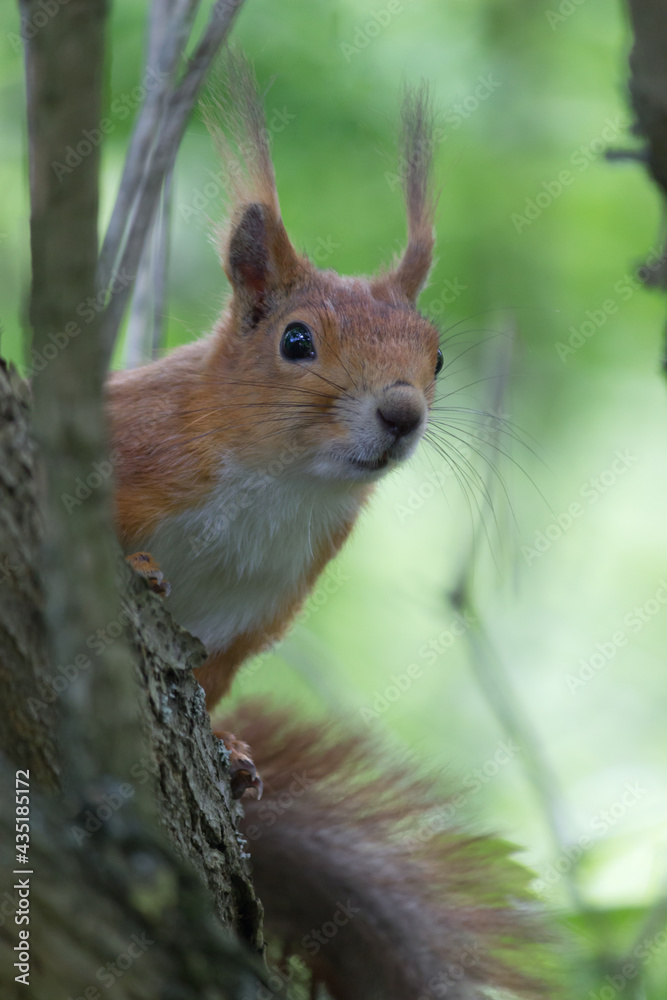 Obraz premium Cute squirrel on tree in the forest