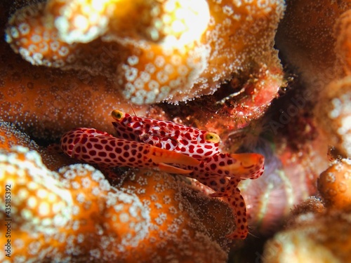 A bright polka-dotted Oakahoshi coral crab that threatens from among the corals