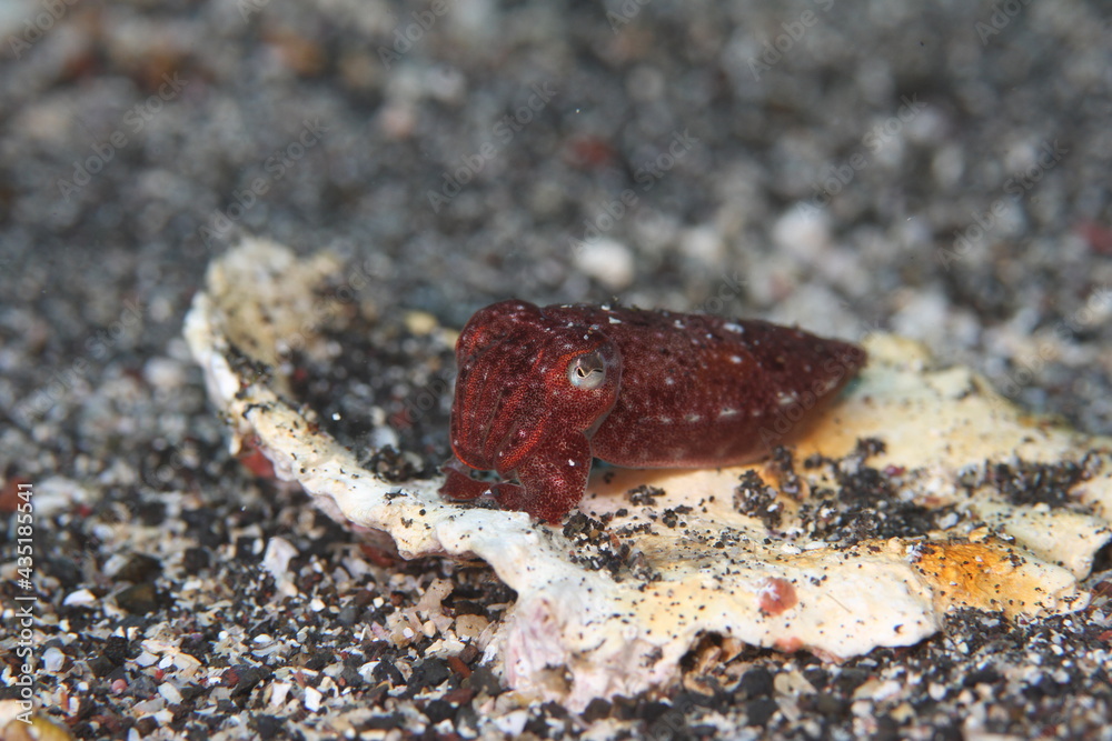 Fototapeta premium Baby squid got angry with her whole body