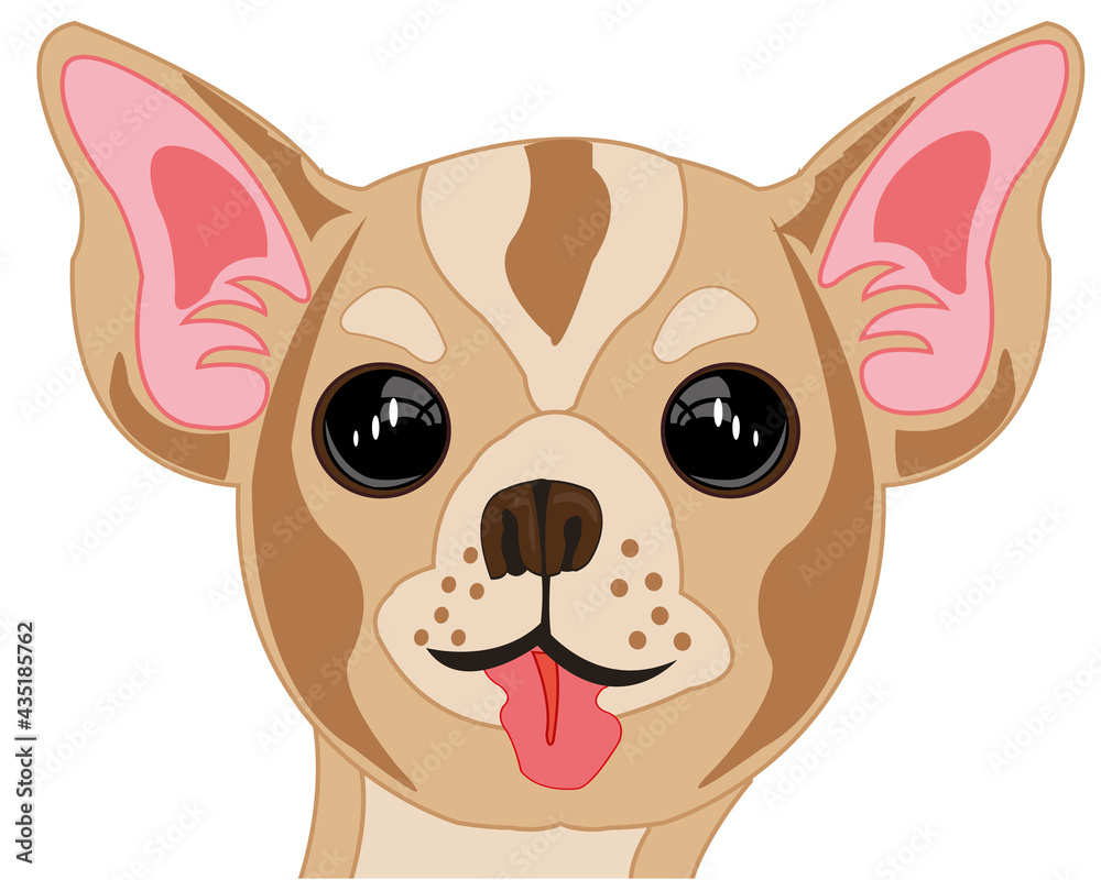 Small dog chihuahua portrait on white background insulated Small dog chihuahua portrait on white background insulated
