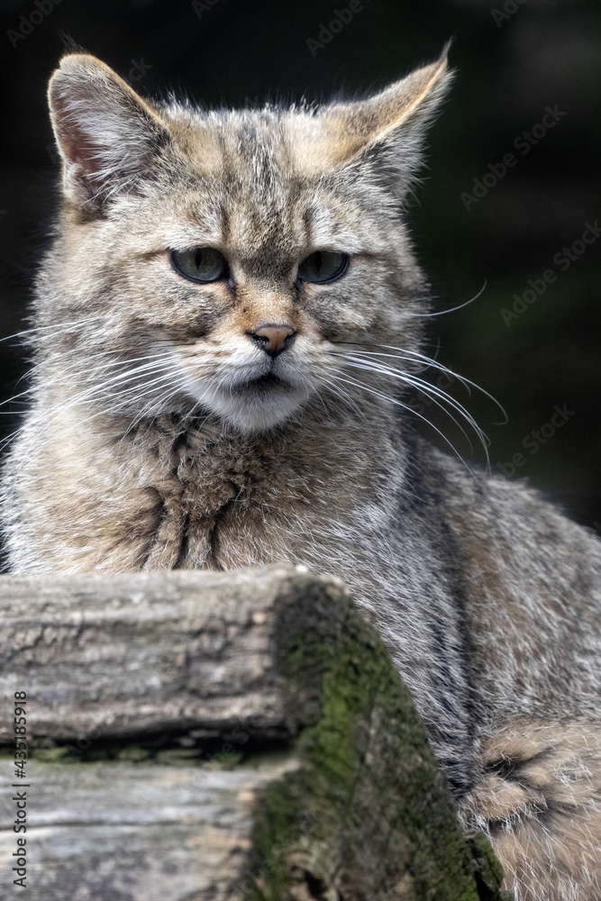 The European wildcat, Felis s. Silvestris, sits on a trunk and observes the surroundings