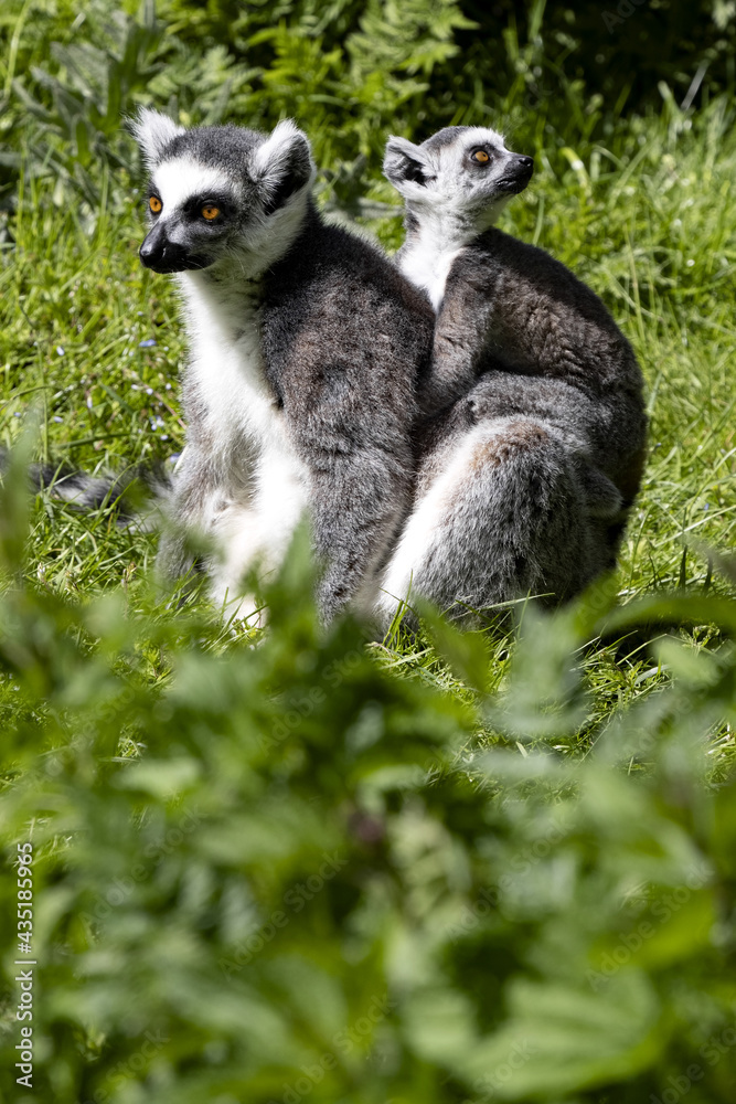Female Ring-tailed Lemur, Lemur catta, with cubs sitting on a green lawn