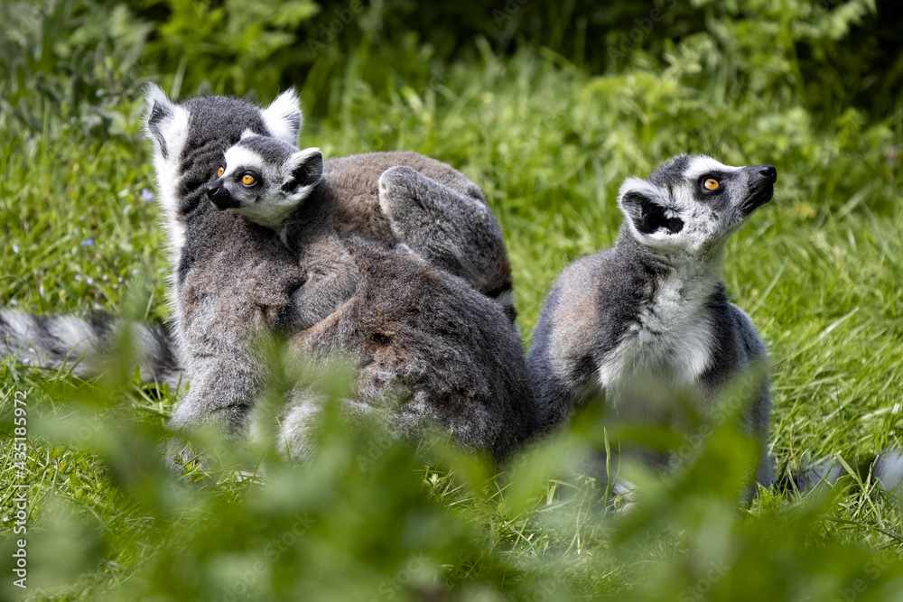 Fototapeta premium Female Ring-tailed Lemur, Lemur catta, with cubs sitting on a green lawn