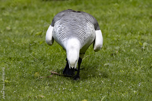 The male Andean Goose, Chloephaga melanoptera, grazes on green grass photo