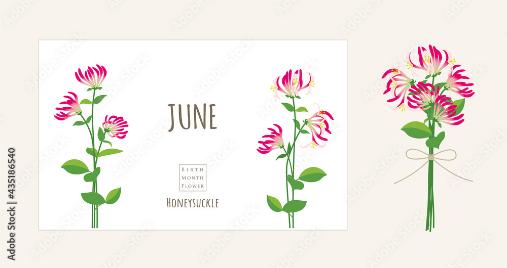 誕生月の花のイラスト 6月の誕生花 ハニーサックル Stock Vector Adobe Stock