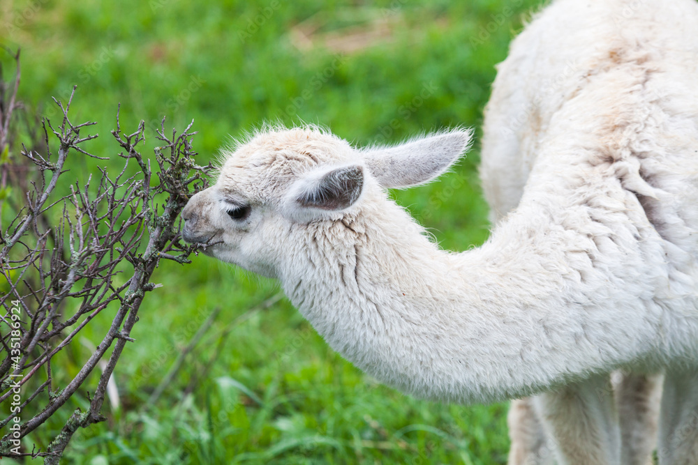 white guanaco baby ate the leaves from the bush white guanaco baby ate the leaves from the bush