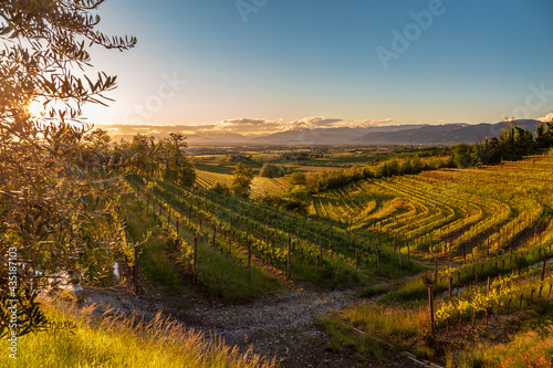 Spring sunset in the vineyards of Rosazzo photo