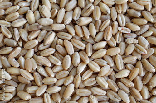 Top view of dry organic wheat seed background, for healthy food ingredient or agricultural product concept