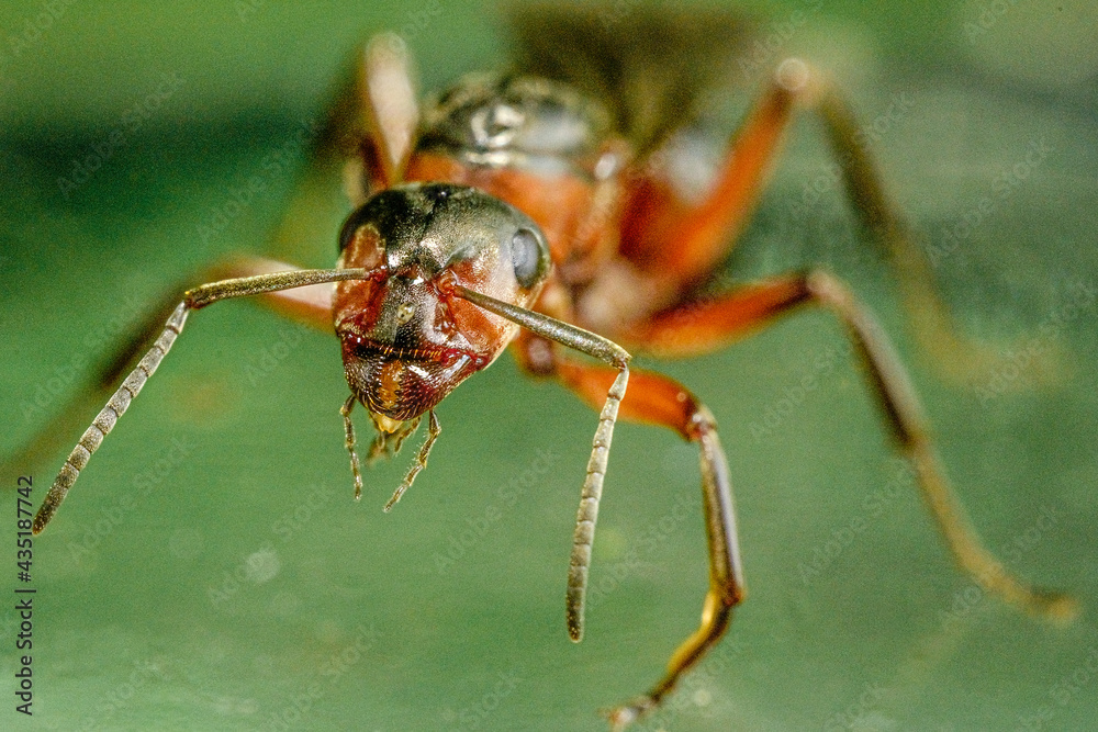 Fototapeta premium ant on green leaf