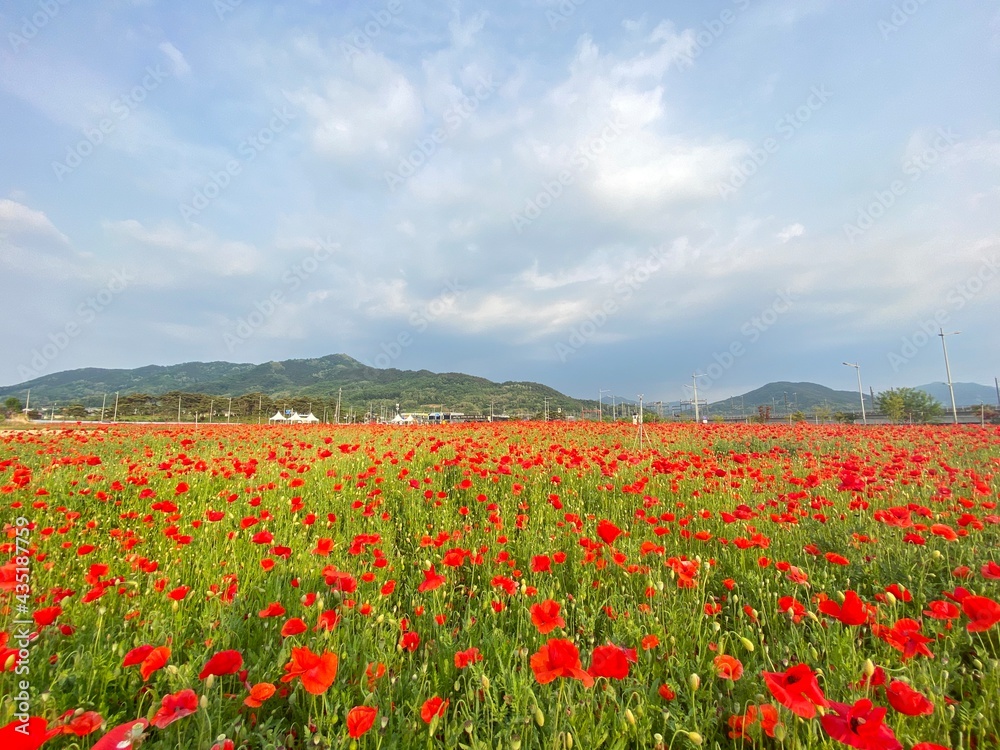 field of poppies