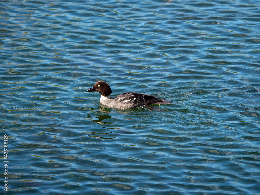 Young bird Canvasback duck on a blue water. Young bird Canvasback duck on a blue water.