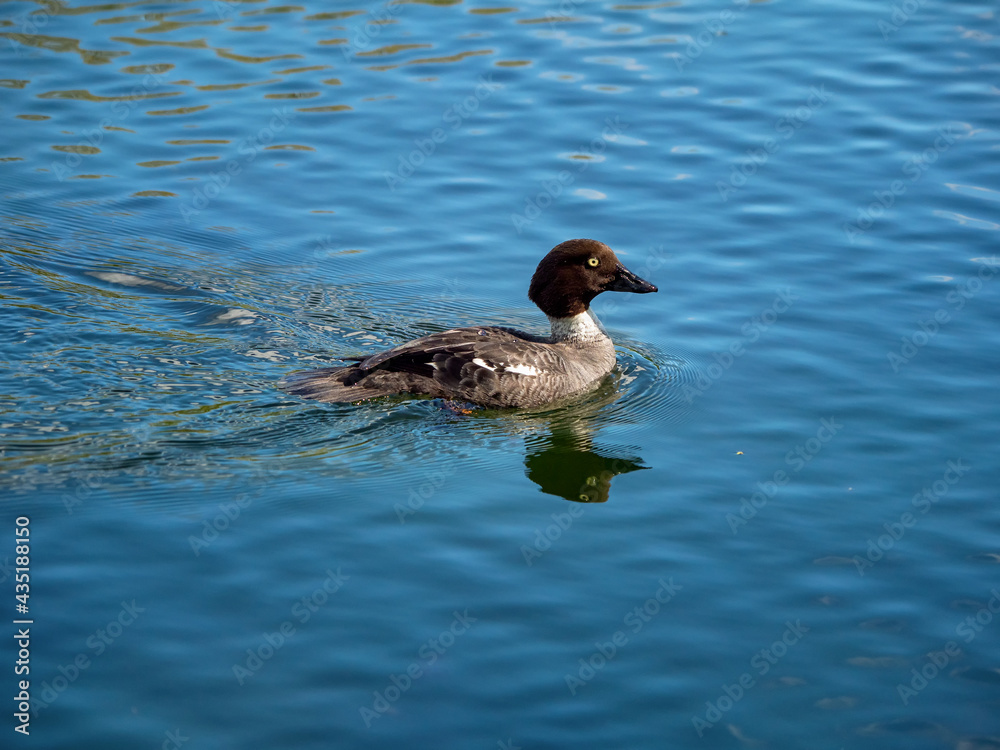 Young bird Canvasback duck on a blue water.