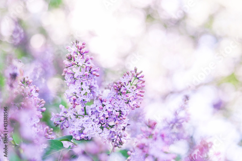Lilac flowers background. Purple blooming texture  macro. Beautiful spring nature