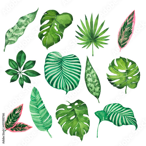 Wild tropical leaves collection. Hand drawn watercolor illustration. © angry_red_cat