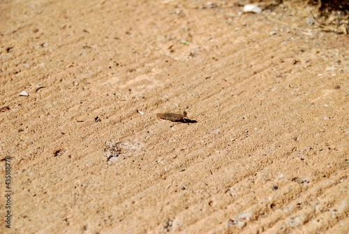 A cricket on the side of a gravel road on a sunny day
