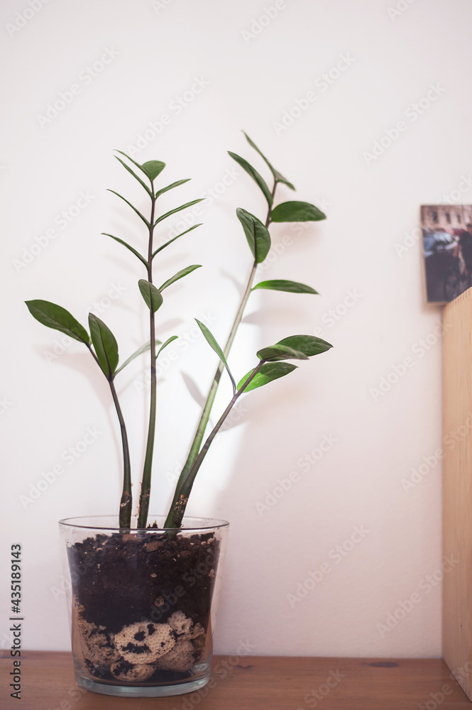 indoor plant in a transparent pot indoor plant in a transparent pot