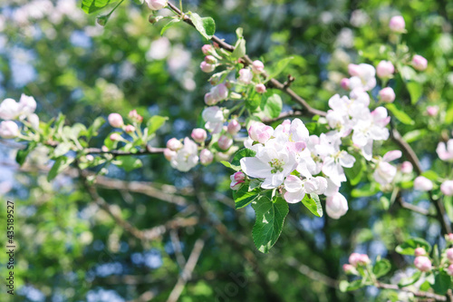 White flowers and pink buds on a branch of an apple tree on a sunny day, close-up. Spring nature background © Mariya Fedorova