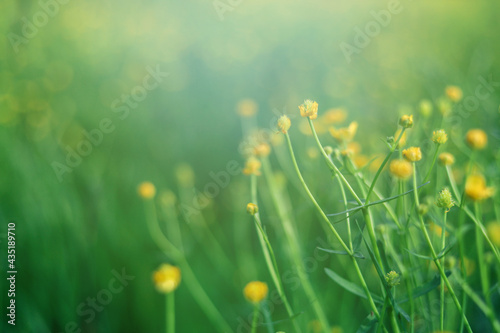 Yellow wildflowers in the middle of green grass on the field with sun glare, close-up. Summer nature background 