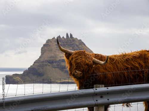 Faroe Islands - Aerial - Animals - Aircraft photo