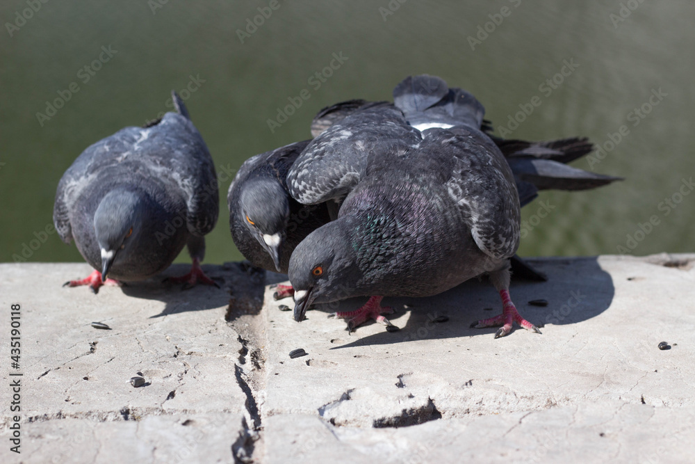 Obraz premium Pigeons are looking for food on the asphalt. They are calm, not afraid of people.