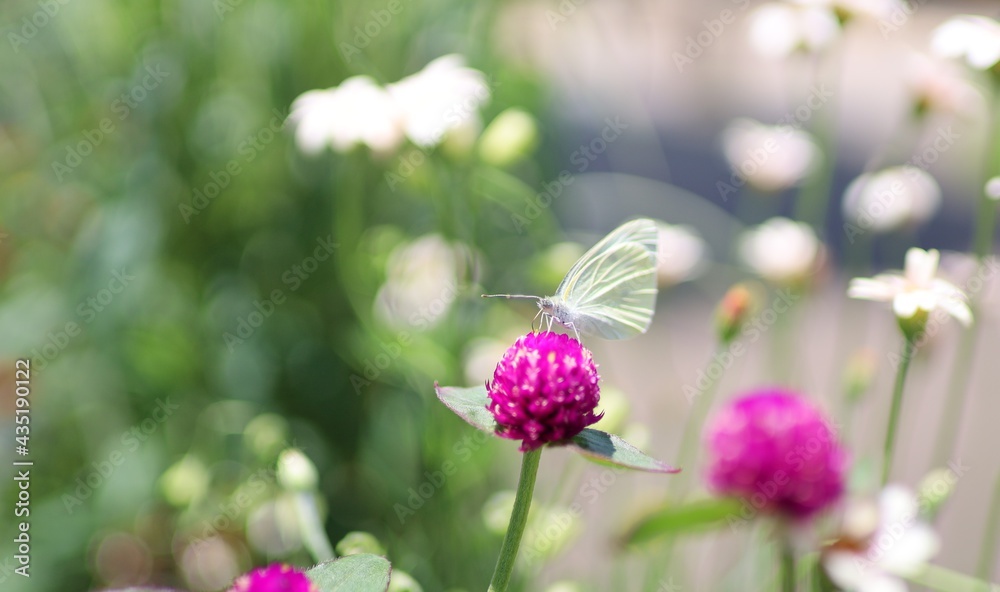 お花でお食事中 お花でお食事中