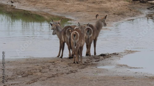 Waterbuck on the riverside in Africa Nature Environment