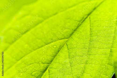 macro, close up Bright green leaf isolated on black background. Abstract texture, natural green background.