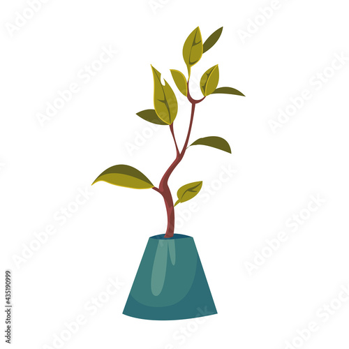 Ficus flower in a pot. Home plants. Gardening at home. Vector illustration in cartoon children s style. Isolated funny clipart on a white background