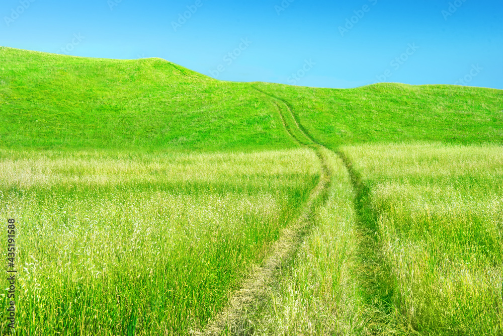 Oat field with tire tracks going uphill against clear blue sky Oat field with tire tracks going uphill against clear blue sky