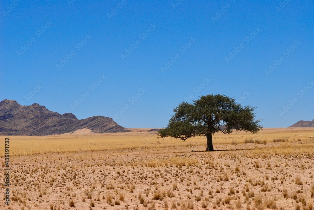Single tree in the Namibian desert with mountains in the back on a sunny day with blue sky and no clouds