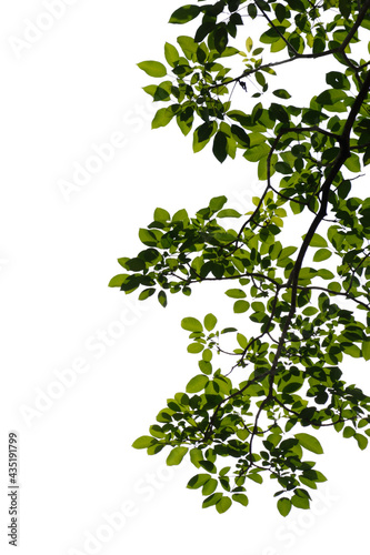 Fresh green tree branch isolated on white background