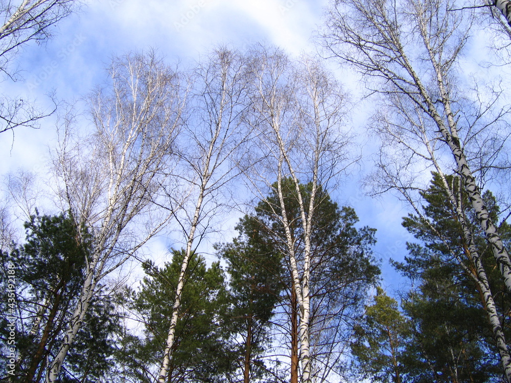 Obraz premium Деревья в небо