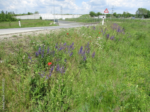 Blühstreifen am Straßenrand