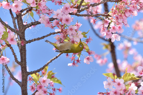 メジロと桜