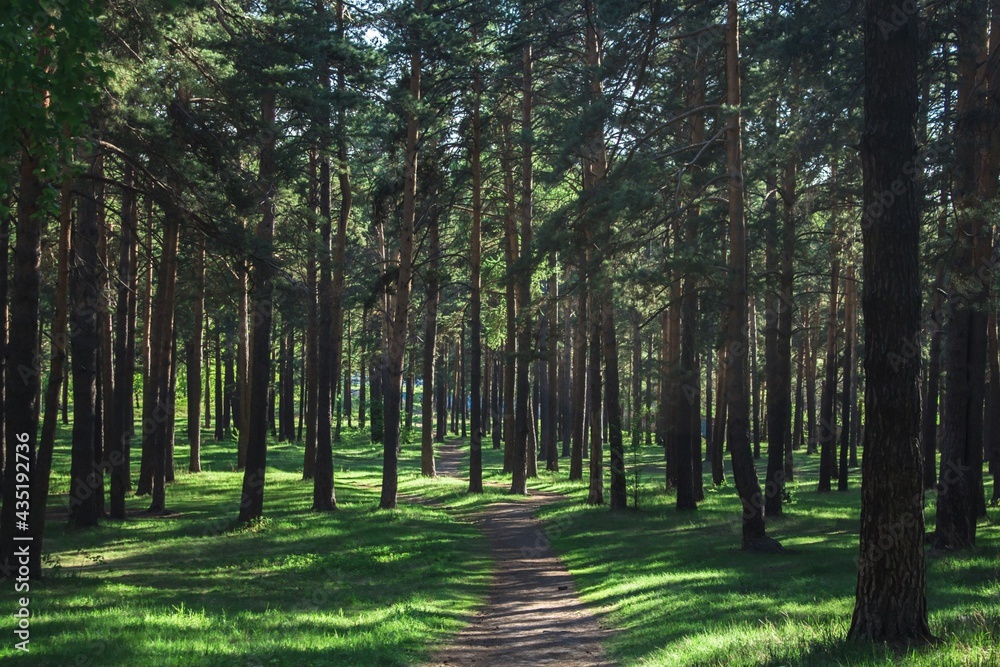Obraz premium footpath in the forest