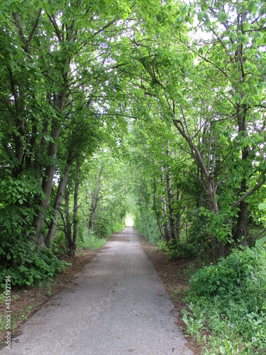 Laubtunnel Radweg