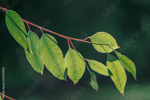 Eucalyptus green leaves photo