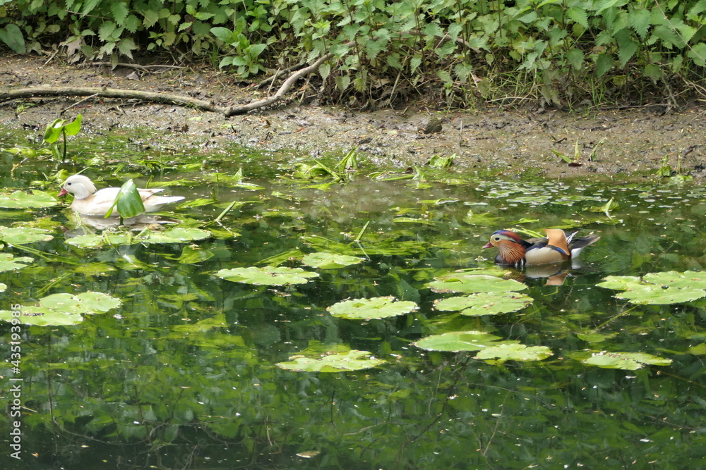 Naklejka premium Mandarin duck couple in natural habitat