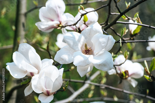 Magnolia spring flowers