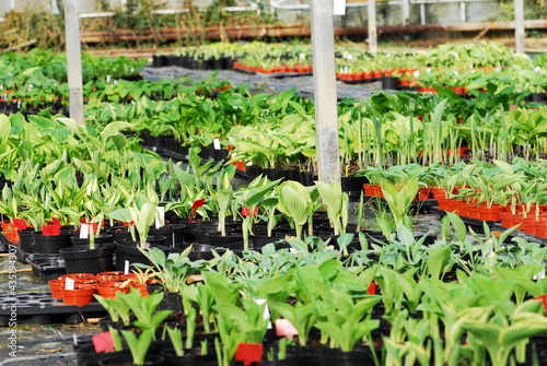 Growing hostas in industrial greenhouse