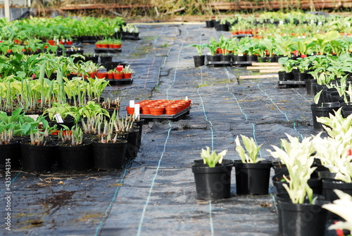 Growing plants in large greenhouse