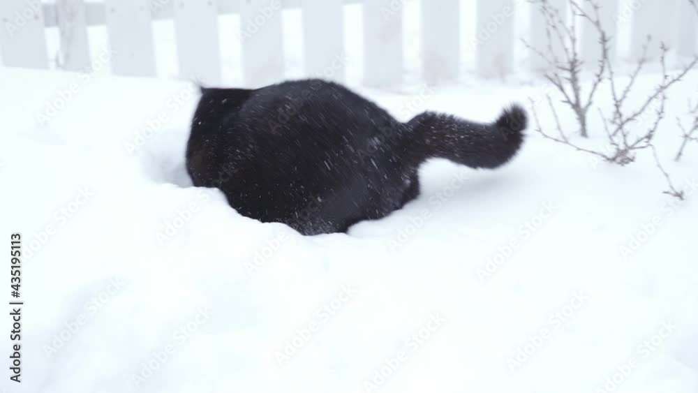 Black cat playing and jumping in the snow in slow motion Black cat playing and jumping in the snow in slow motion