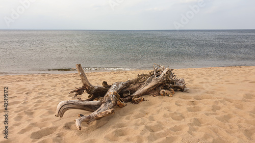 Φωτογραφία A dried tree trunk, washed by the waves on the sandy beach by Baltic Sea on Sobieszewo island, Poland