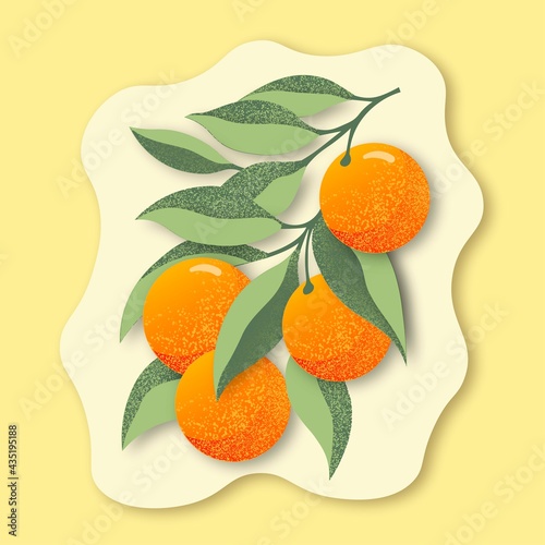 Branch of oranges with leaves. Mandarins. Vector illustration.