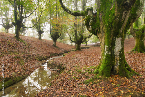 Bosque hayedo con el suelo lleno de hojas rojas
