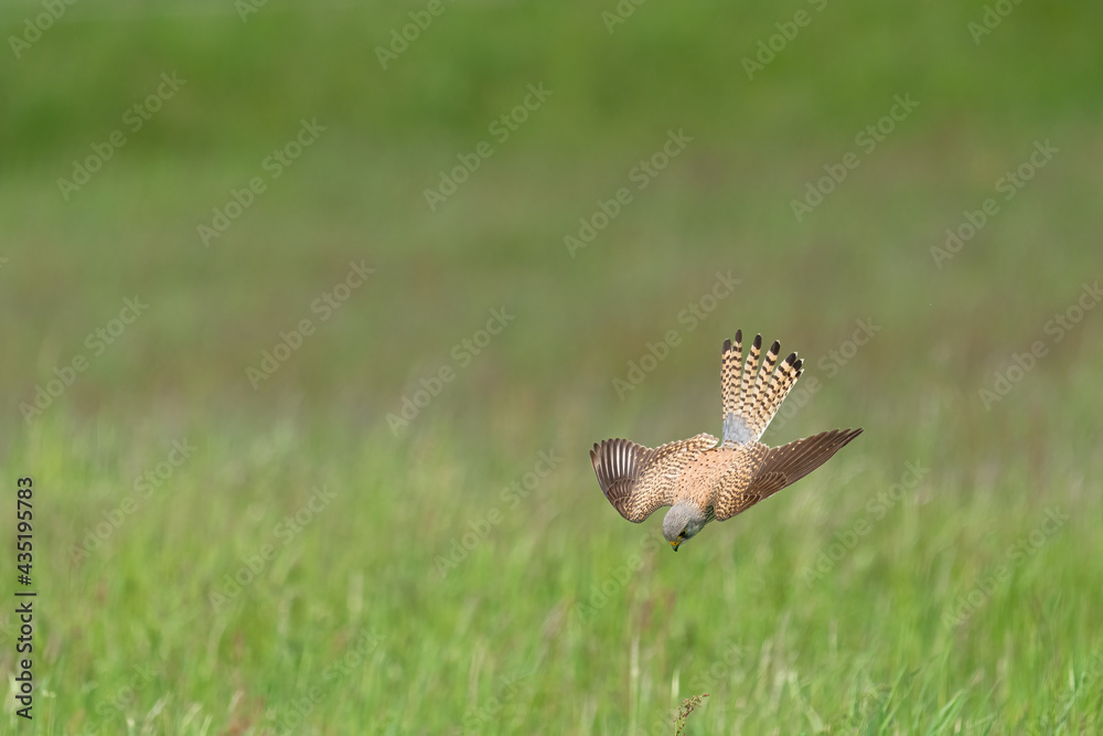 Fototapeta premium Ein Turmfalke im Sturzflüg