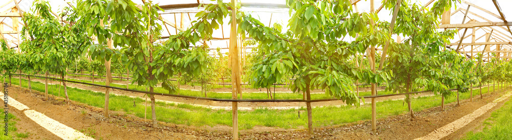 Kirschbäume im Treibhaus im Sommer - Obstbäume Panorama Kirschbäume im Treibhaus im Sommer - Obstbäume Panorama